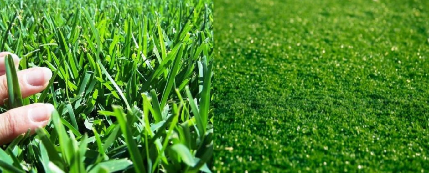 gazon naturel vs pelouse synthétique